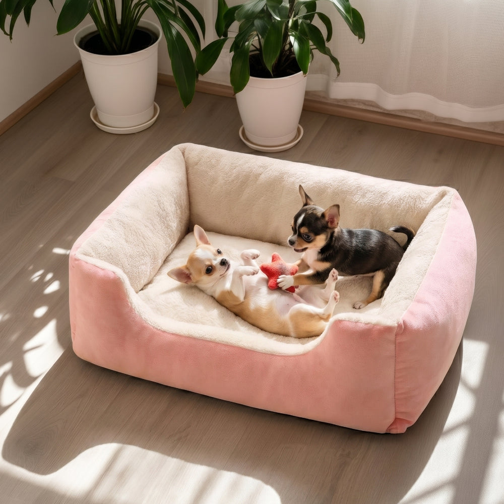 Two playful Chihuahua puppies interacting in a pink AbbyPaw calming dog bed on a sunny hardwood floor with potted plants.